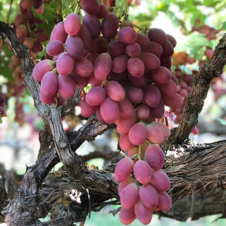 【預購】馥果FruitGo-美國加州紅無籽葡萄