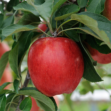 馥果FruitGO-紐西蘭KORU蘋果