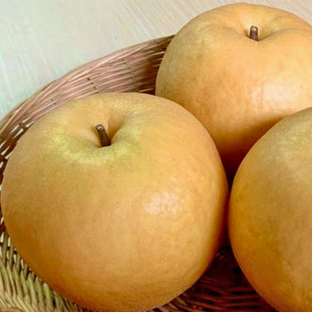 馥果FruitGO-日本新興梨