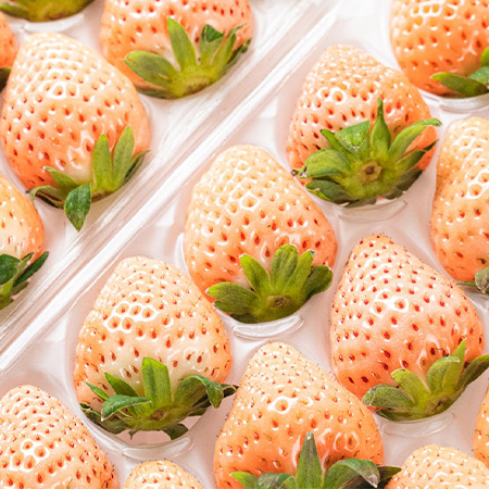 【預購】馥果FruitGo-日本熊本空運雅乃莓淡雪草莓
