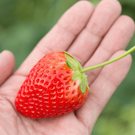 馥果FruitGo-日本德島空運彌生姬草莓